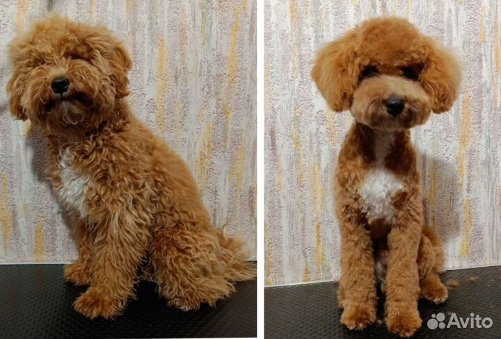 Стрижка собак-Экспресс-линька-Выезд на дом