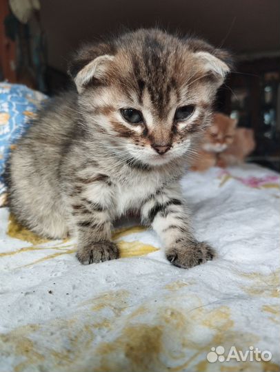 Шотландская вислоухая кошка бесплатно