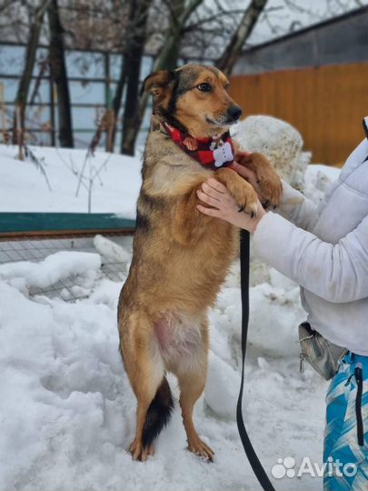 Собака Ася ищет дом