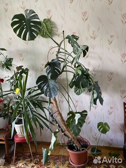 Монстера цветок