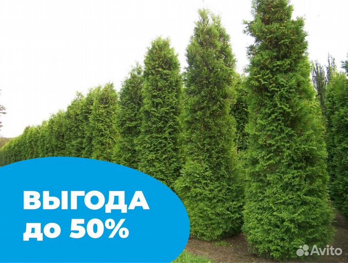 Туя оптом