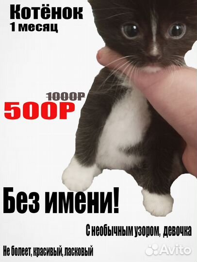 Котята продаются