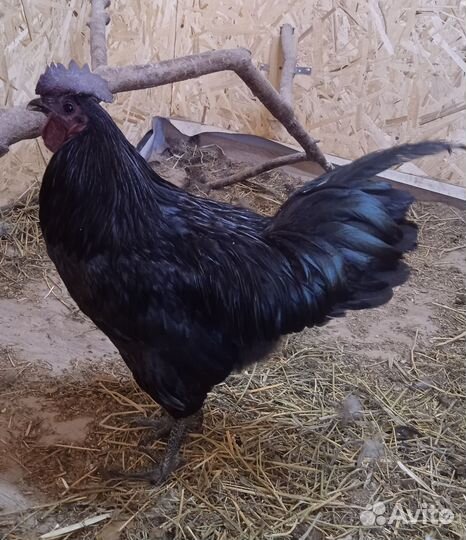 Петух ухейилюй молодой