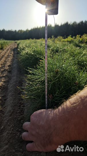 Саженцы сосны окс от производителя