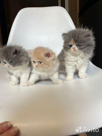 Котенок персидской породы