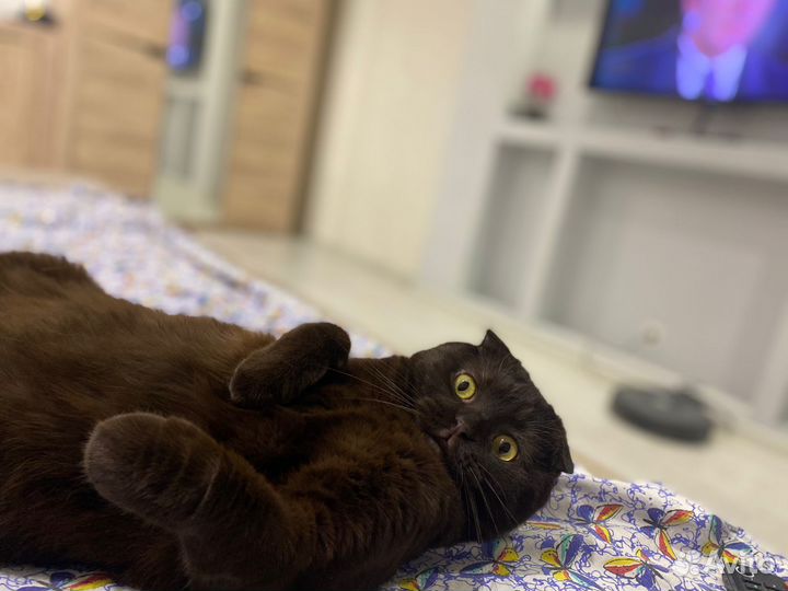 Кот в добрые руки