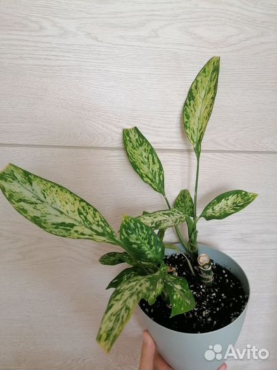 Диффенбахия везувий