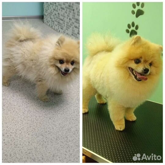 Стрижка кошек и собак (груминг)