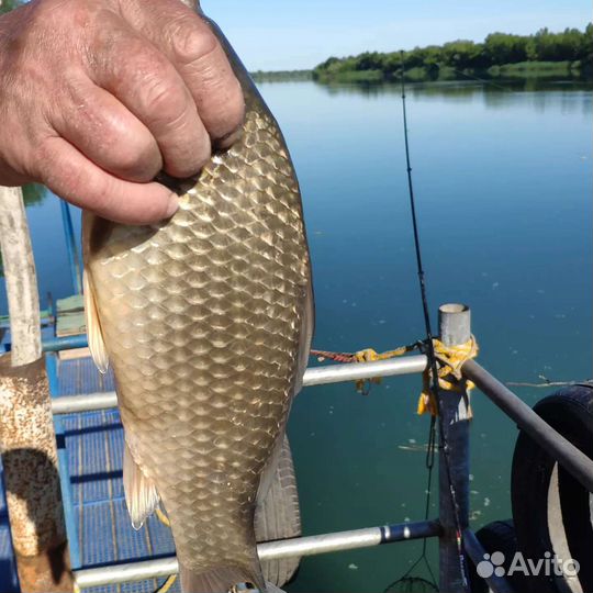 Отдых рыбалка на дону