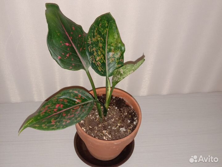 Аглаонема Пинк далматин