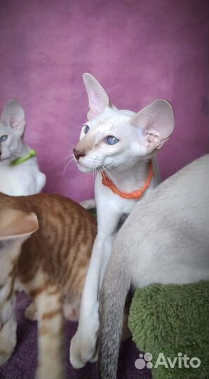 Сиамская ориентальная экстрим