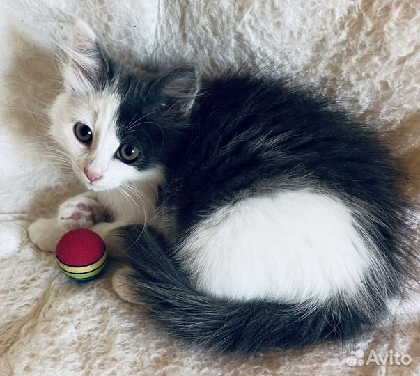 Пушистое чудо