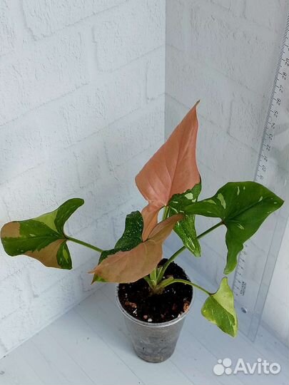 Сингониум Ред Спот Триколор,Империал Вайт