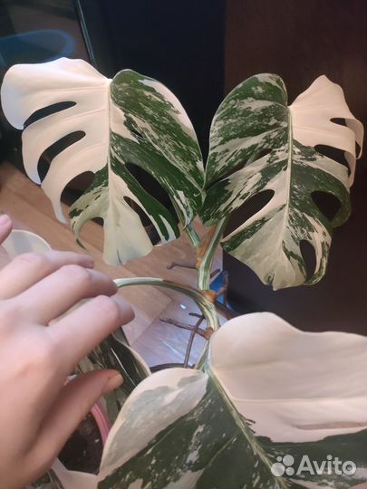Монстера альба
