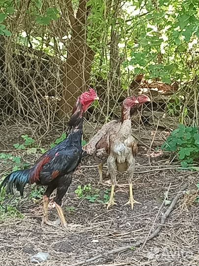 Бойцовые куры