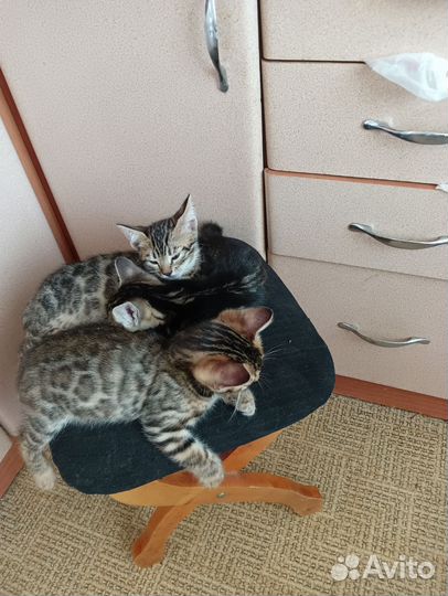 Кошка бенгальские котята