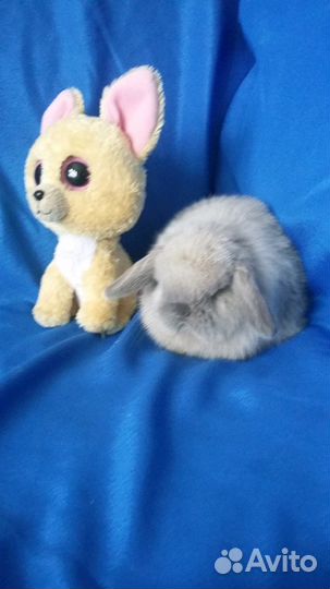 Породные крольчата из питомника