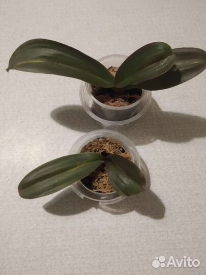 Орхидеи фаленопсис сортовые