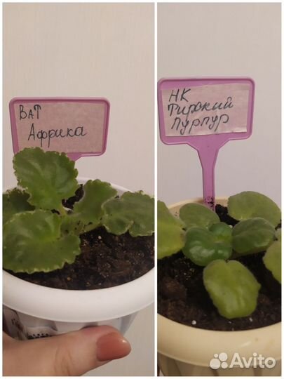 Комнатные цветы