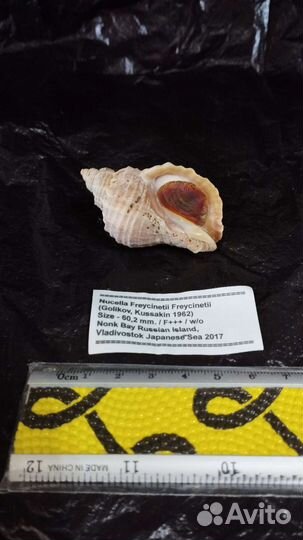 Морская раковина Nucella Freycinetti