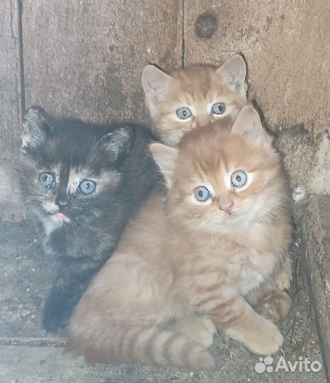 Отдам котят в добрые руки