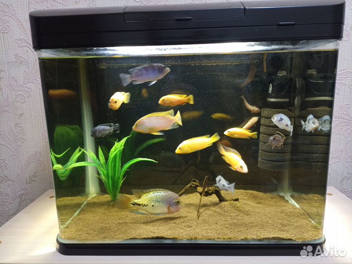 Аквариум с рыбками