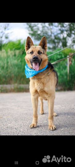 Бывшедомашний пёс в приюте