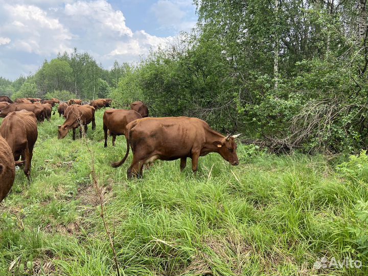 Коровы, нетели, телки, телята суксунской породы