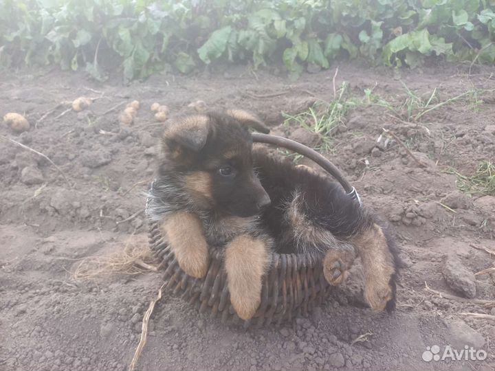 Щенки немецкой овчарки
