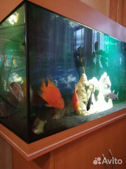 Аквариумы с оборудованием. Декорациями и рыбками