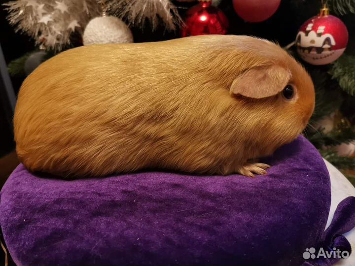 Морская свинка