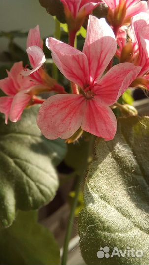 Пеларгония герань