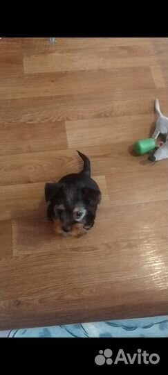 Йоркширский терьер