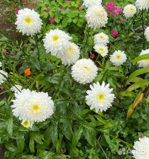 Нивяник французская ромашка