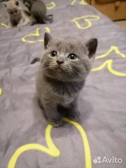 Британские котята