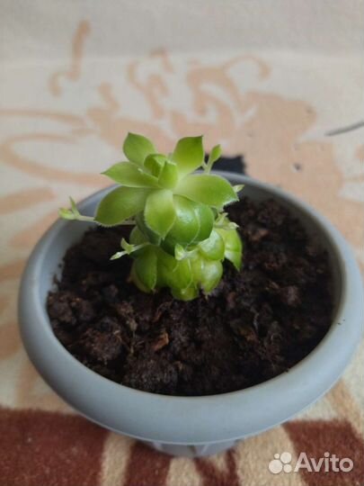 Комнатные растения