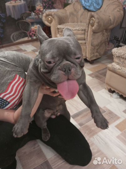 Французский бульдог вязка