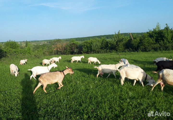 Дояр/доярка