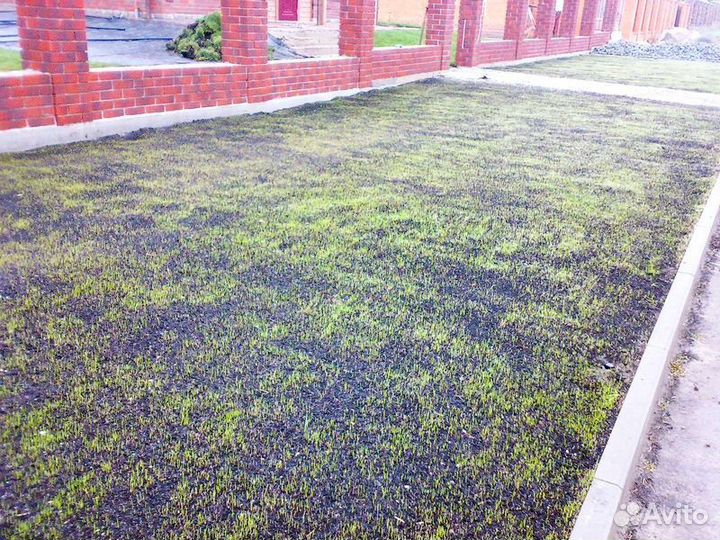 Газон посевной