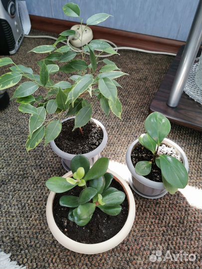 Пеперомия, фикус, денежное дерево