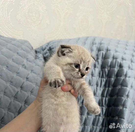 Вислоухий котенок, девочка. Цена 3500