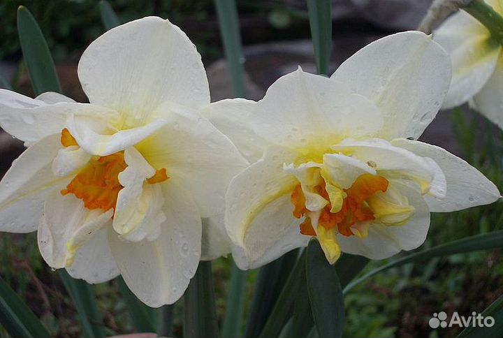 Нарцисс Флауэр Дрифт 5 шт
