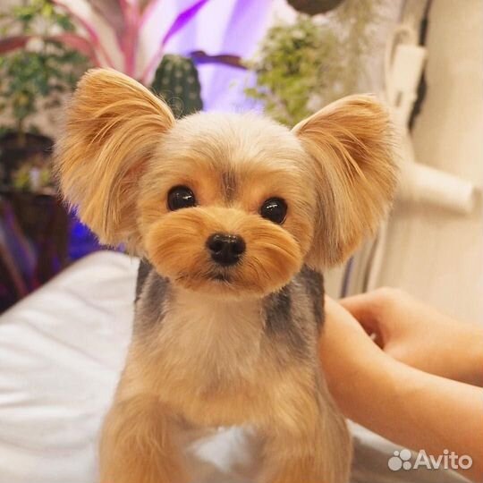 Ищем модель на стрижку