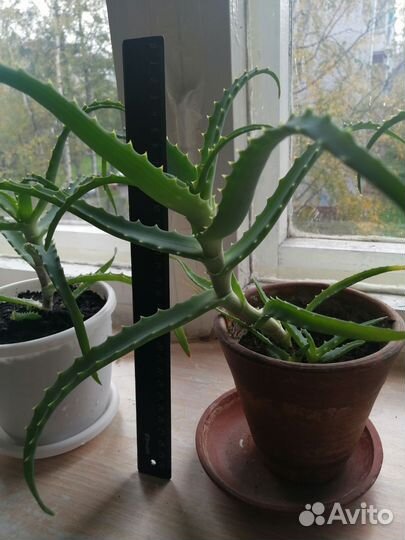 Алоэ, столетник