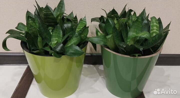 Сансевиерия