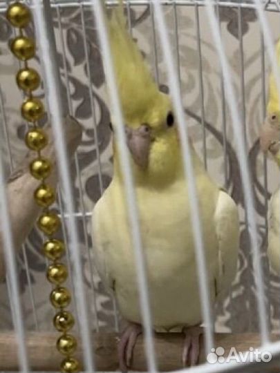 Попугай корелла