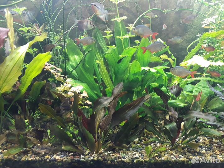 Эхинодорусы подрощенные и ещё.много.чего