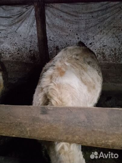 Телки на мясо