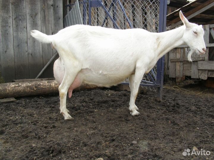 Чистокровные зааненские молочные козы, 5-8 литров