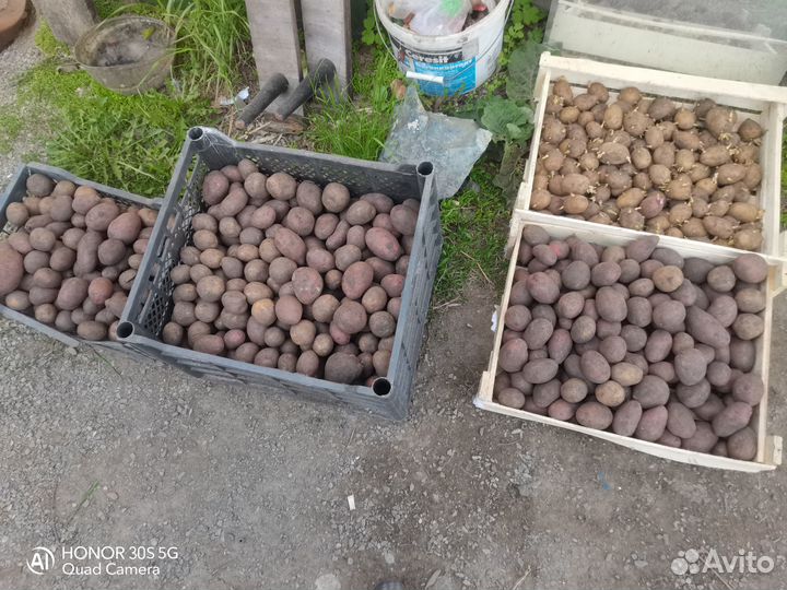 Семенной картофель